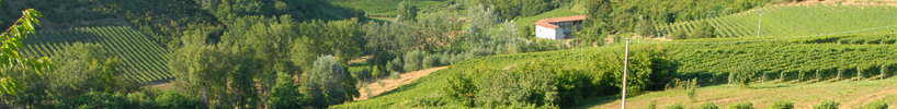 Weinberge Piemont